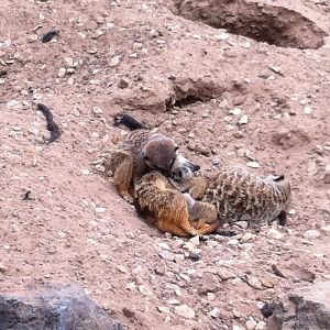 Baby Meerkats and Family - 01/08/11