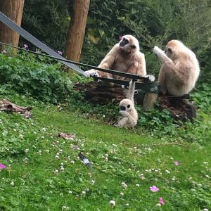 Lar Gibbon Family - 01/08/11