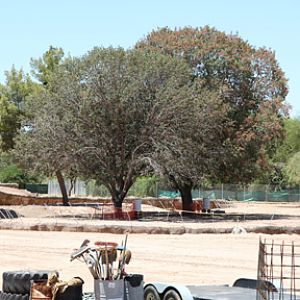 elephant construction