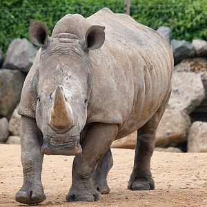 White Rhinoceros