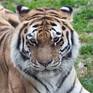Siberian (Amur) Tiger