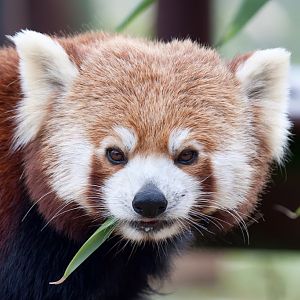 Red Panda