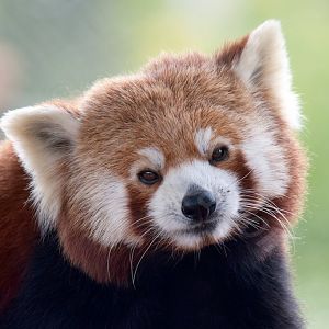 Red Panda