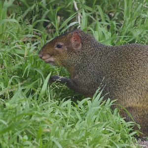 Brazilian agouti (Dasyprocta leporina)