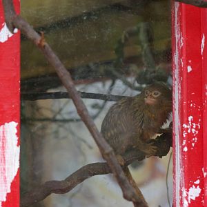 there is a marmoset in my window!