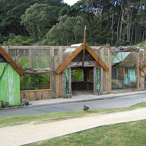 Tamarin and marmoset enclosure