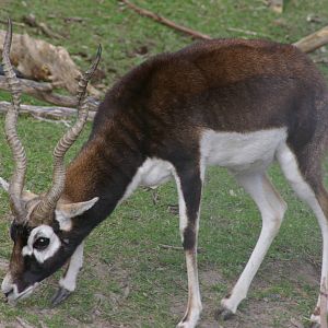 Male blackbuck (Antilope cervicapra)