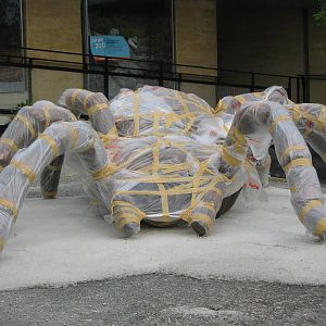 spider in disguise