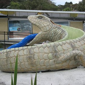 blue-tongued skink slide