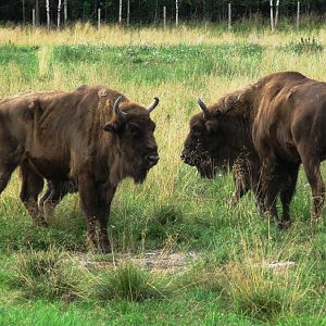 Avesta Visentpark. Two proud mothers with calves.