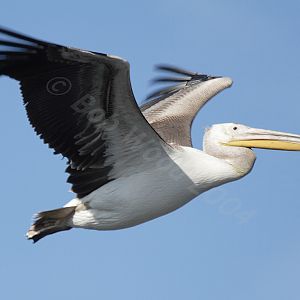 White Pelican