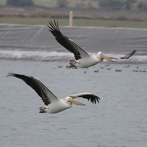 White Pelican