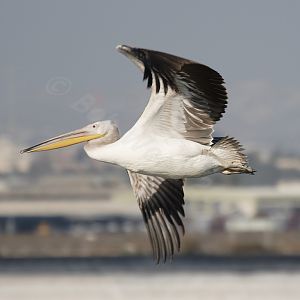 White Pelican