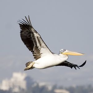 White Pelican