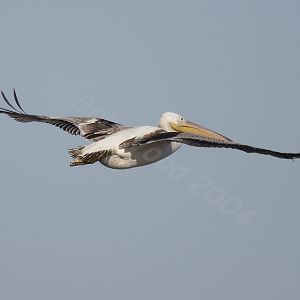 White Pelican