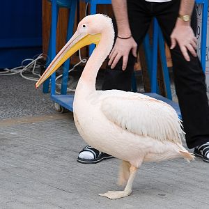 Pink Pelican