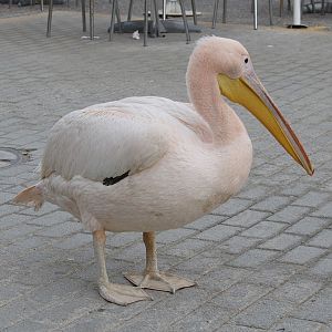 Pink Pelican