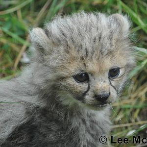 Northern Cheetah Cub 1st August 2011