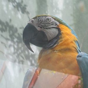 Blue and Gold Macaw