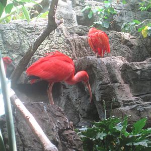 Scarlet Ibis