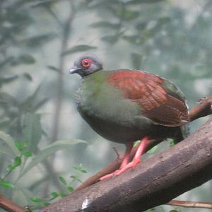 Crested Wood Partridge