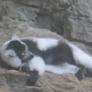 Black and White Ruffed Lemur