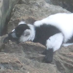 Black and White RUffed Lemur Resting