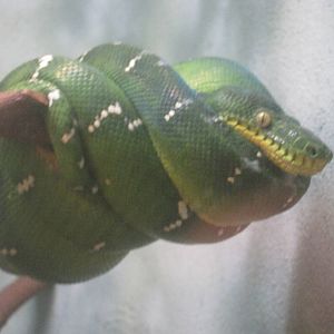 Emerald Tree Boa