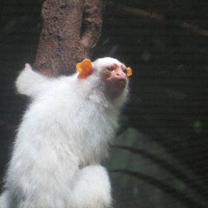 Silvery Marmoset