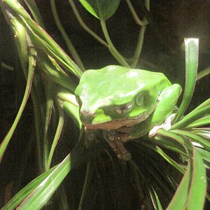 Waxy Monkey Frog