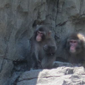 Japanese Macaques
