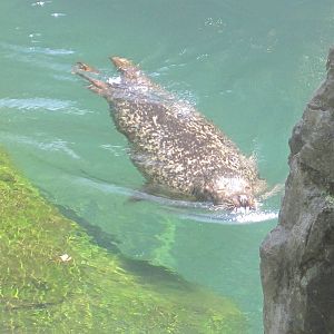 Harbor Seal