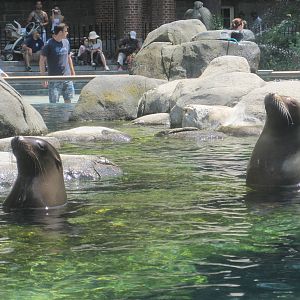 California Sea Lions