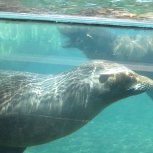 Sea Lions Underwater