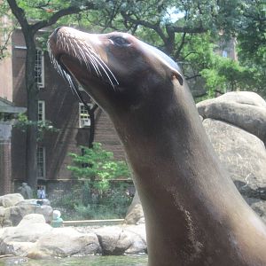 California Sea Lion in July 2010