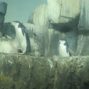 Chinstrap Penguins