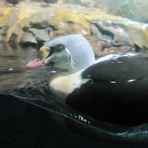 Eider Duck