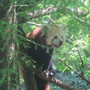 Red Panda