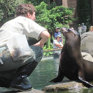 Sea Lion Feeding With Bruiser
