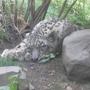 Snow Leopard