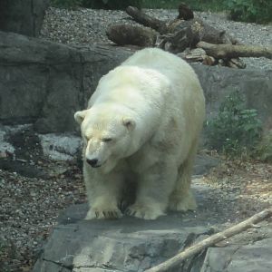 Polar Bear
