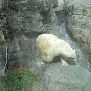 Polar Bear Walking Around Exhibit