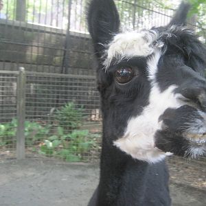 Alpaca