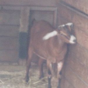 Mini-Nubian Goat