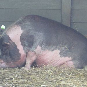 Pot-Bellied Pig