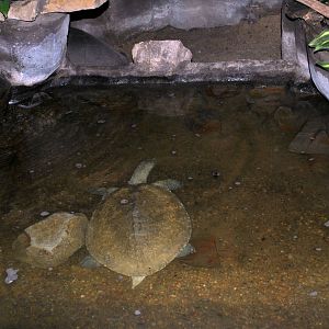 Western Spiny Softshell Turtle