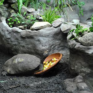 Yellow Footed Tortoise