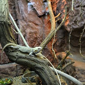 Central Bearded Dragon