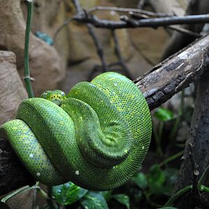 Green Tree Python