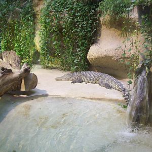 Nile Crocodile